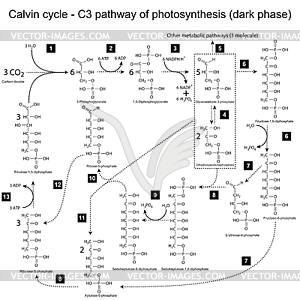 Chemical scheme of Calvin cycle - vector clip art