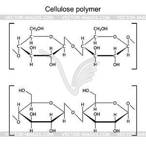 Cellulose polymer molecule - chemical formula - vector image