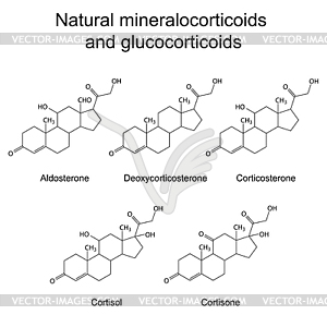 Химическая структура кортикостероидных гормонов - стоковый клипарт