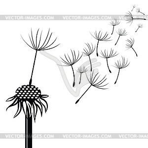 Silhouette of dandelion - vector image