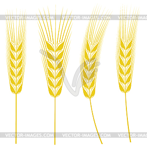 Ears of Wheat - vector image