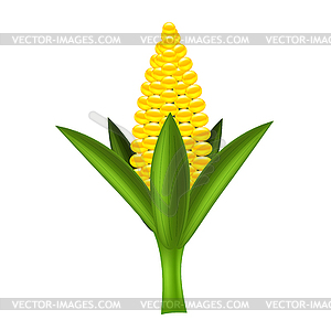 Yellow Corn - vector clipart