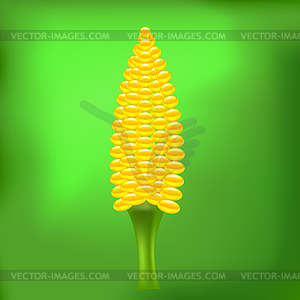Cob Corn - vector clipart