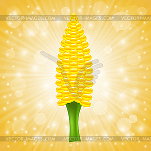 Fresh Cob Corn - vector image