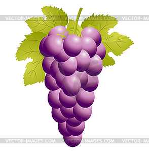 Cluster of vine - vector clipart