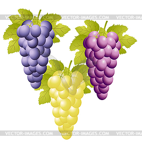 Three varicoloured clusters of vine - vector image