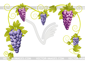 Background for design with vine - vector image