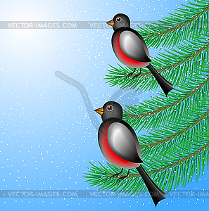 Bullfinchs sit on branches of fir-tree - color vector clipart