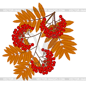 Branch with autumn leaves and berries of wild ash - vector image