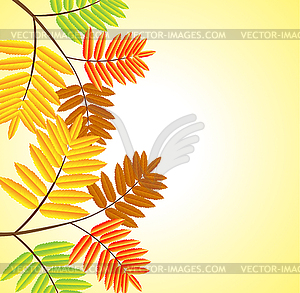 Background for design with autumn leaves of wild ash - vector clipart