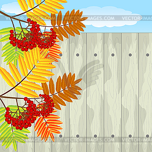 Branch with autumn leaves and berries of wild ash - color vector clipart