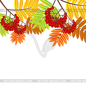 Ветка с осенними листьями и ягодами рябины - векторный клипарт