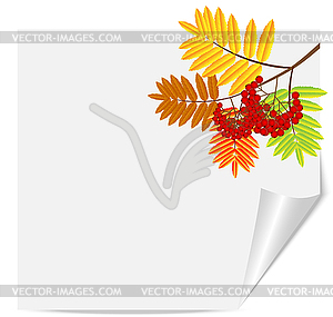 Branch with autumn leaves and berries of wild ash - vector clipart