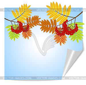 Branch with autumn leaves and berries of wild ash - vector image
