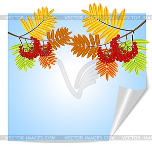 Ветка с осенними листьями и ягодами рябины - изображение в векторе