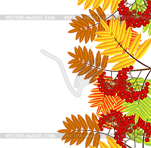 Ветка с осенними листьями и ягодами рябины - рисунок в векторном формате