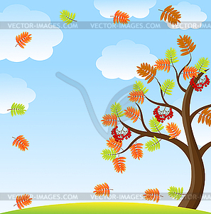 Tree with autumn leaves and berries of wild ash on - vector image