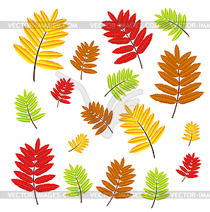 Раскраска листья рябины распечатать