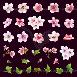 Set of flowers of cherry tree and leaves - vector clipart