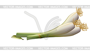 Onions big Golden on counter - vector image