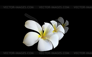 Gentle white Orchid as symbol of relaxation - vector clip art