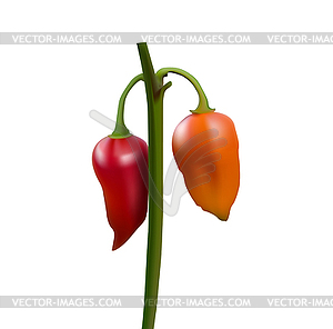 Red And Yellow Pepper Paprika Chilli Green Stem Vector Eps Clipart