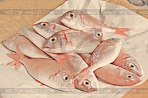 Fresh fish with red scales - vector image