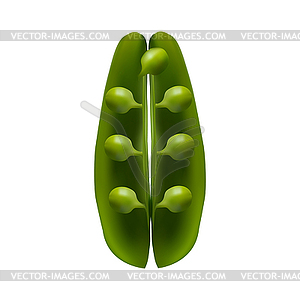 Open pod with large peas - vector clipart
