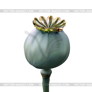 Poppy green capsule on stalk - vector clip art