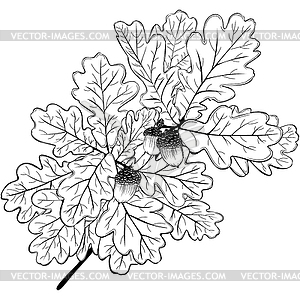 white oak leaf vector