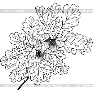 oak tree leaves vector