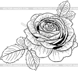 Rose Flower with Leaves - vector image