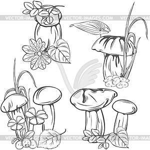 Set with edible mushrooms - vector clipart