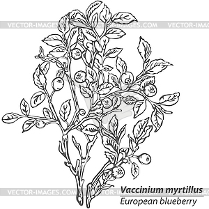 Blueberry Bush - vector image