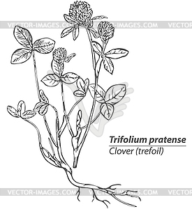 Clover or Trefoil - vector image