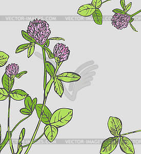 Clover or Trefoil - vector clipart