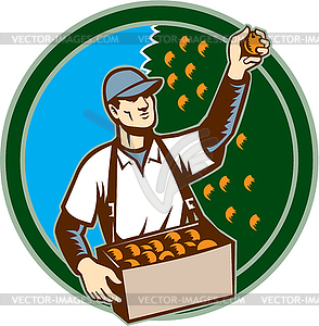 Fruit Picker Worker Picking Plum Circle - vector clipart