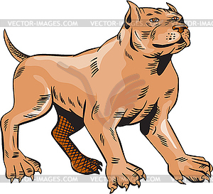 Pitbull Dog Mongrel Standing Etching - vector image