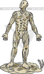 Мышцы человеческого Анатомия травление - стоковый клипарт