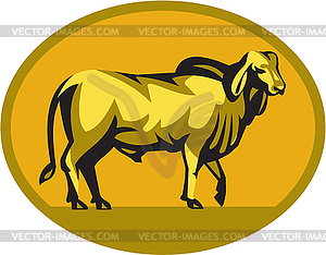 Brahman Bull Oval Retro - vector image