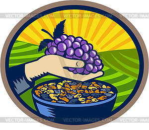 Hand Holding Grapes Raisins Oval Woodcut - vector clip art