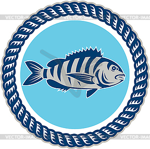 Sheepshead Fish Rope Circle Retro - vector clip art