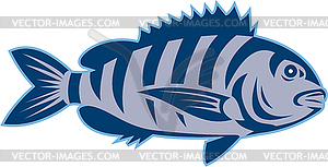 Sheepshead Fish Retro - vector clipart