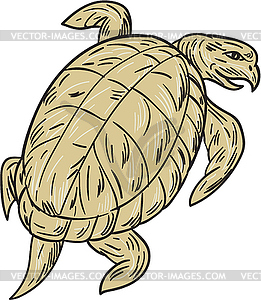 Ridley Turtle Drawing - vector image