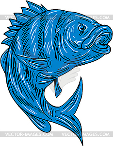 Sheepshead Fish Drawing - vector clip art