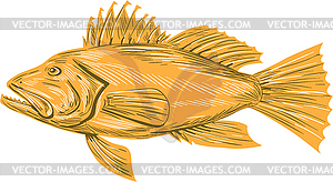 Black Sea Bass Drawing - vector image