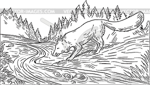 Fox Drinking River Woods Black and White Drawing - vector image