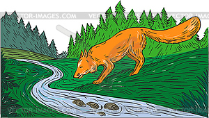 Fox Drinking River Woods Creek Drawing - vector clipart