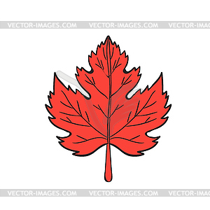 Maple Leaf Drawing - vector image