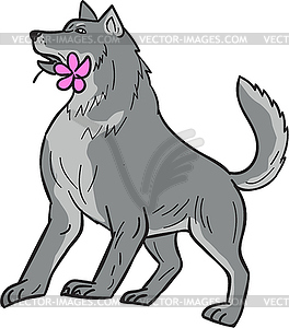 Timber Wolf Holding Plumeria Flower Drawing - vector clipart